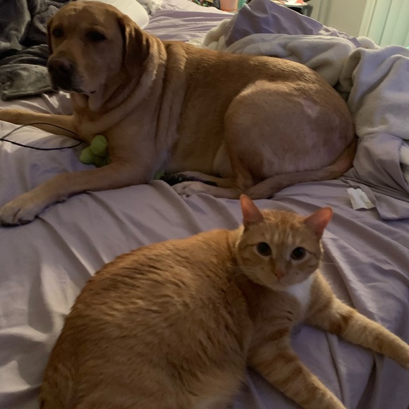 Whipper snappers ALREADY BUNDLED LOL - Picture 2 of 3